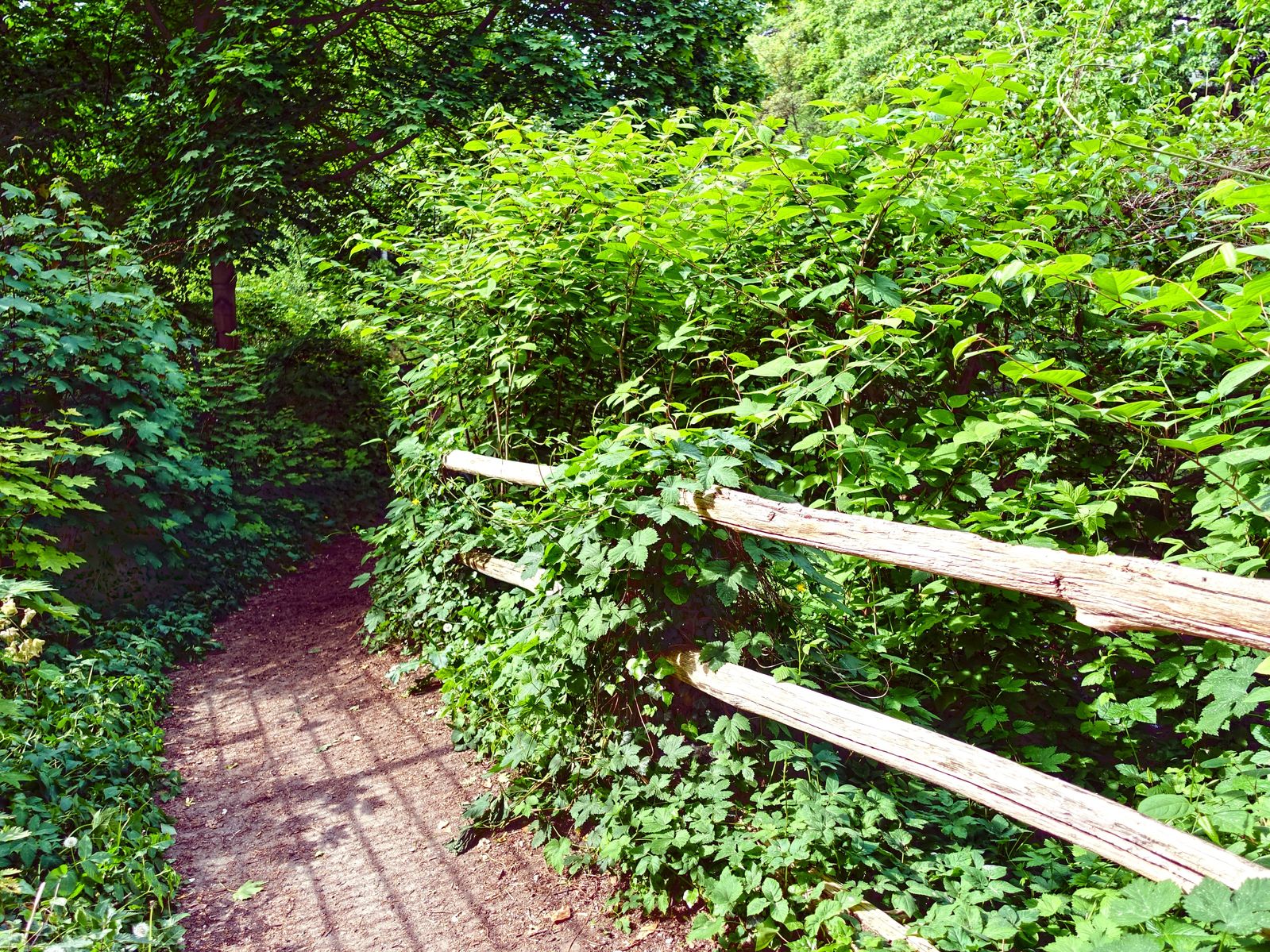 Waldpfad